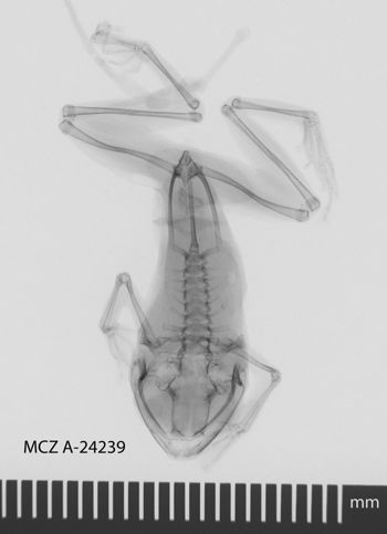 Media type: image; Herpetology A-24239